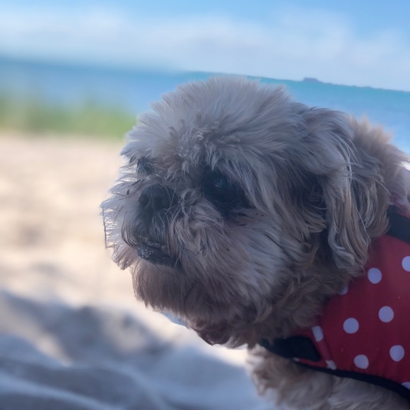 Get to know your Posher. 💋👑🐾 - Picture 2 of 3